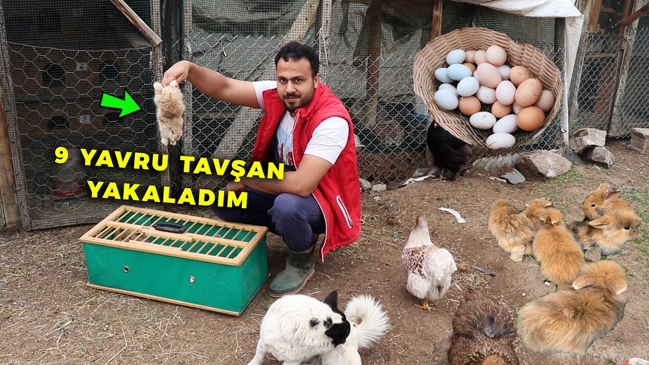 Tavşan Yavrularını Yakaladım - ÇOK SİNİRLENDİM ! - Yumurtaları Topladım -Kümes Çatısına İzocam Attık