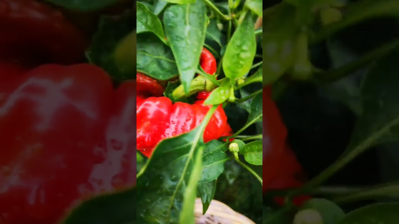 antep aci dolma peppers great for stuffing