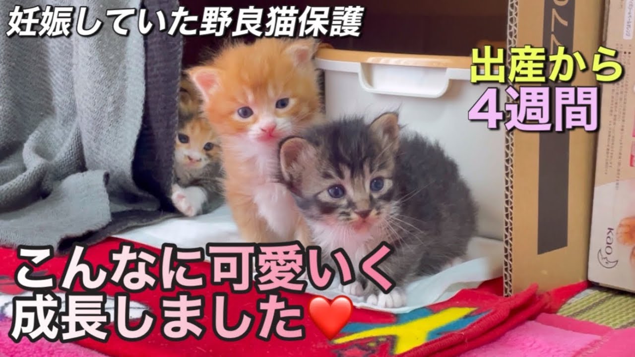 出産から4週間　可愛い過ぎる子猫たちの成長はママ猫のおかげ