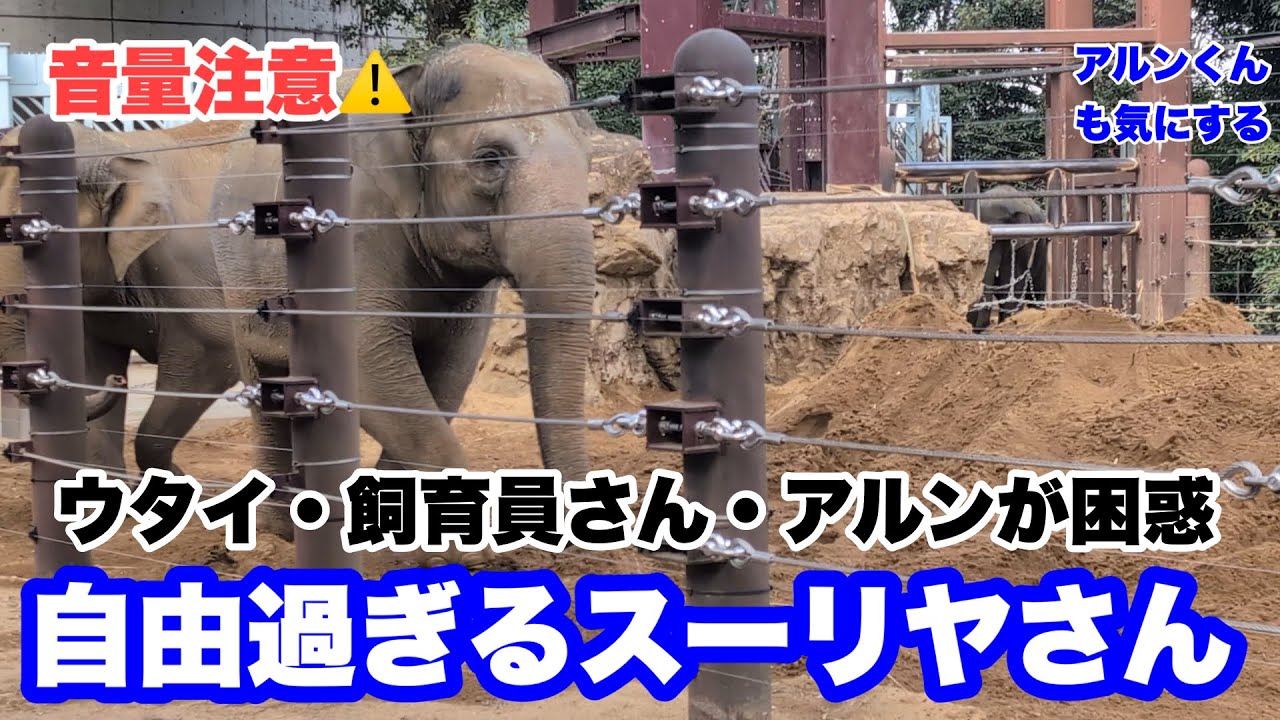 【音量注意】自由過ぎるスーリヤさんにみんな困惑だじょー　2025.02.10