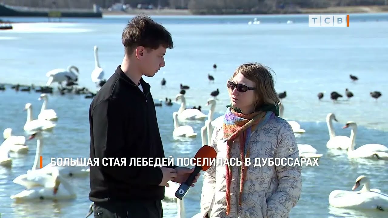 Большая стая лебедей поселилась в Дубоссарах