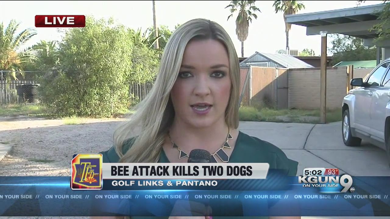 Bee attack kills two dogs