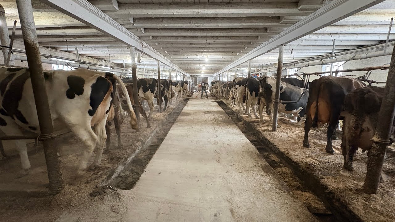 Что делают фермеры после выполнения работ по хозяйству?