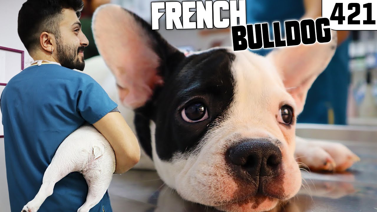 Canı Tatlı Yavru Köpek French Bulldog Zİİİİ.!! 😝