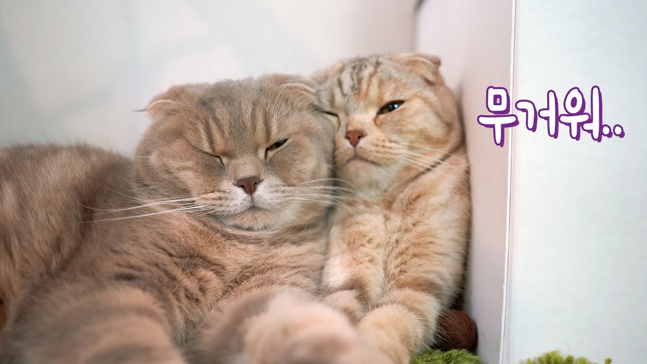 Raon не может двигаться из-за большой IZ головы кошки.