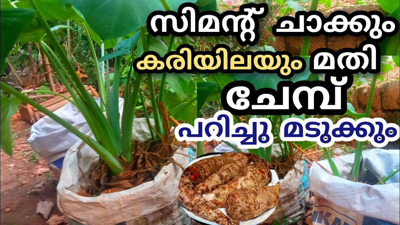 ചേമ്പ് ഇത്പോലെ കൃഷി ചെയ്താൽ നൂറു മേനി വിളവ് | ആർക്കും ഇനി ചേമ്പ് കൃഷി ചെയ്യാം | chembu krishi