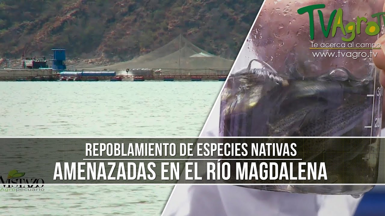 Repoblamiento de Especies Nativas Amenazadas en el Rio Magdalena- TvAgro por Juan Gonzalo Angel