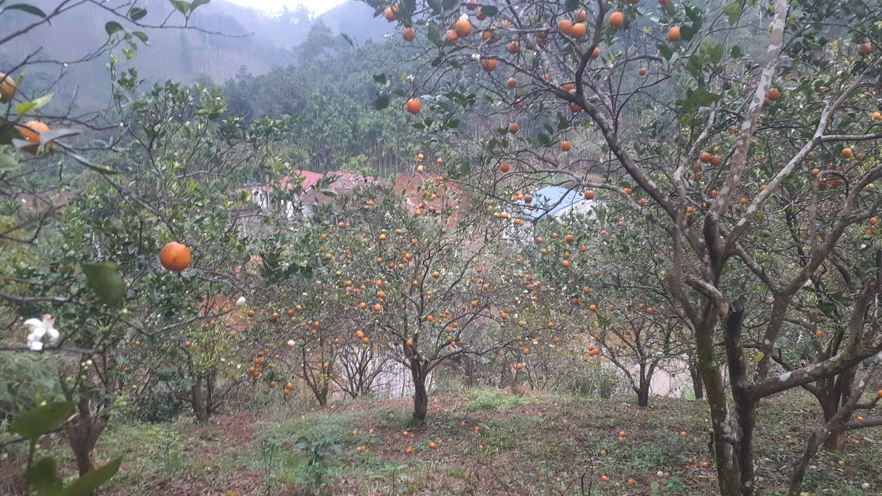 Trải Nghiệm Về Cây Cam Chanh Của Nhà Độ Lộc Ngay Mùng 3 Tết Và Cái Kết