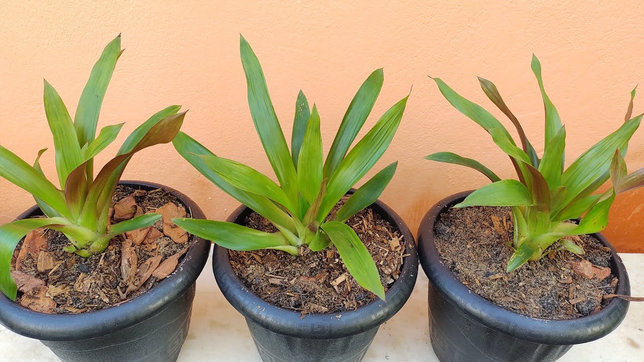Bromélia: Como fazer mudas + dicas de cultivo