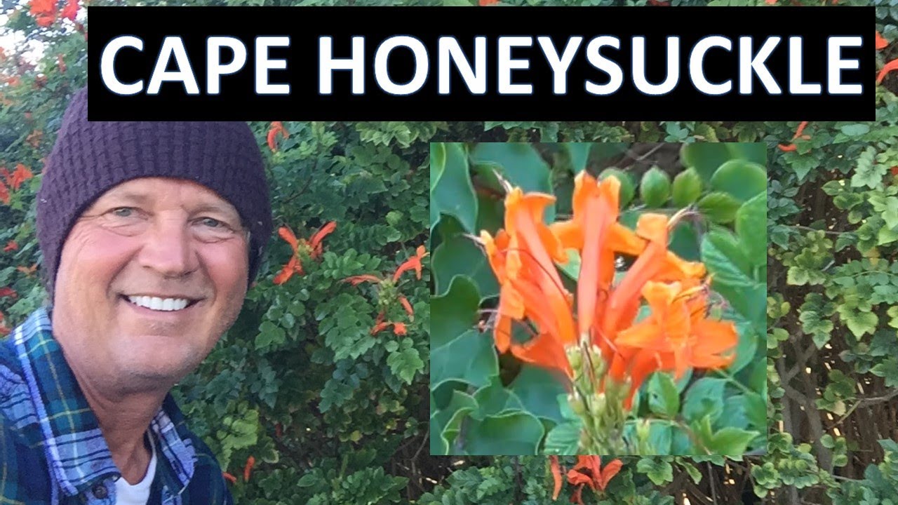 Orange Cape Honeysuckle -  Tecoma capensis
