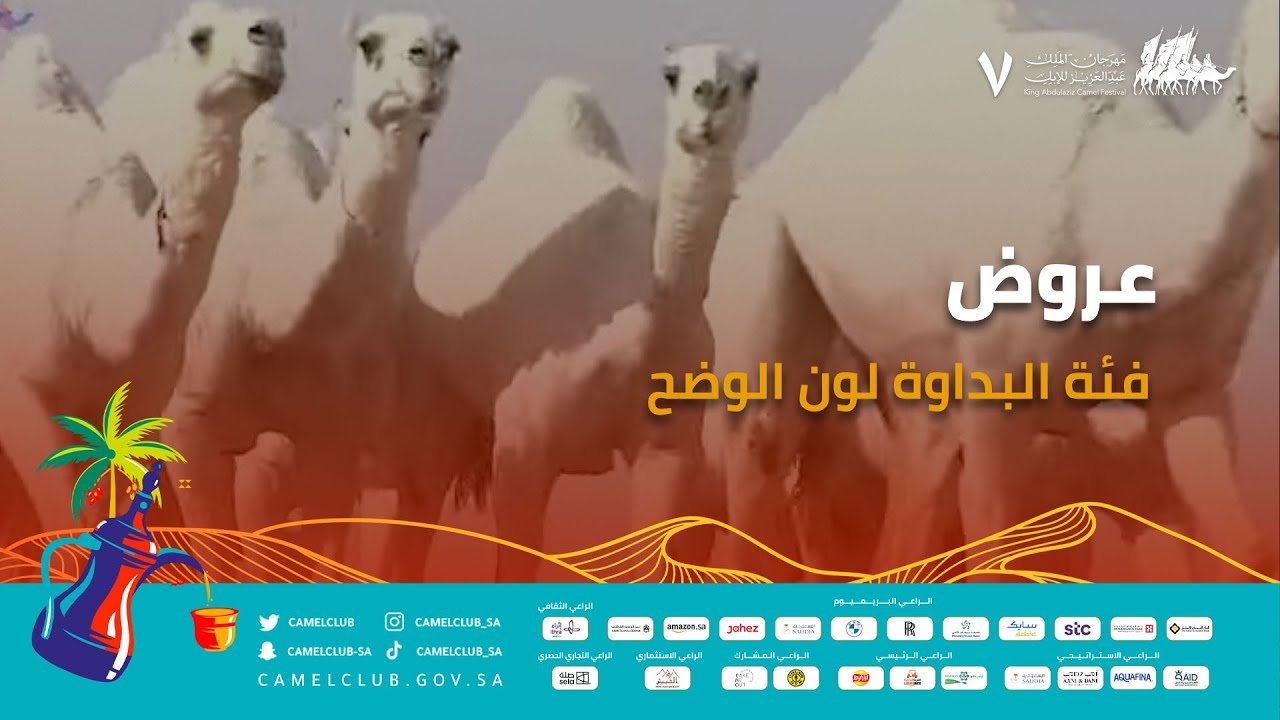 🎥 | عروض فئة البداوة - لون الوضح ضمن منافسات #مهرجان_الملك_عبدالعزيز_للإبل7  #همة_طويق