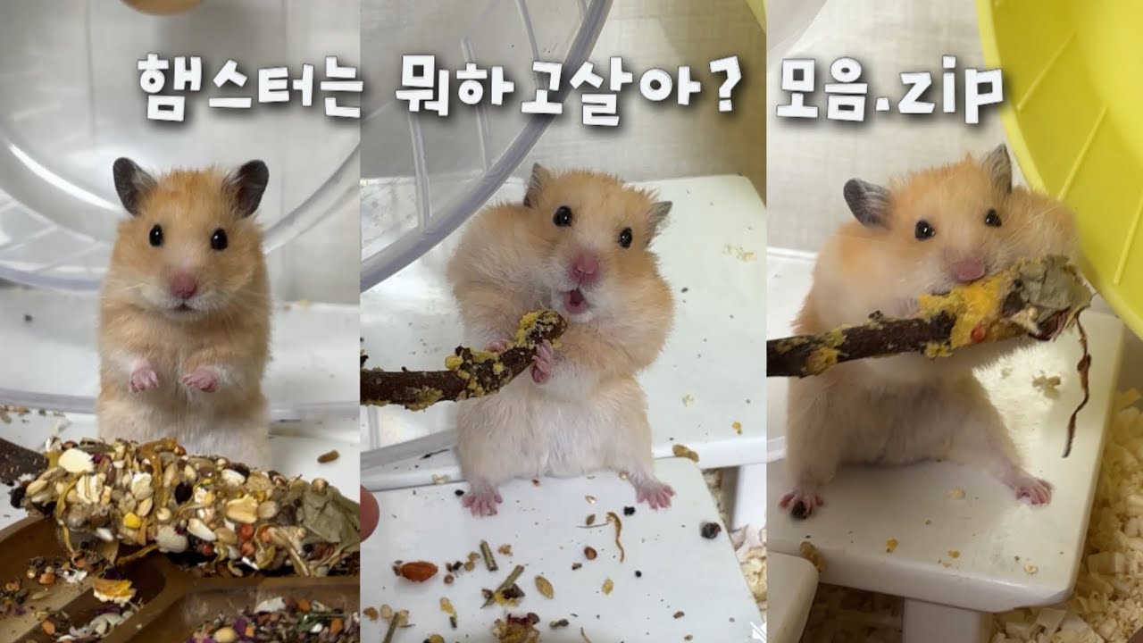 먹고 먹히고 병원가는 햄스터 일상 모음2 .zip 