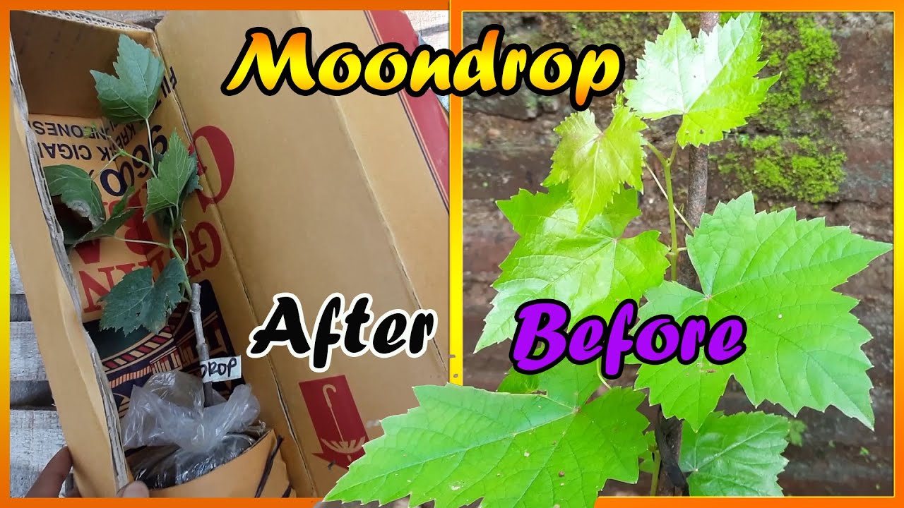Dari Beli Paketan Sampai Tumbuh, Bibit Anggur Moondrop #shorts #anggur #asmr