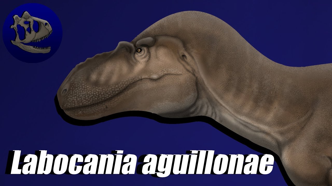 Labocania aguillonae| Historia, descripci&oacute;n y pol&eacute;mica