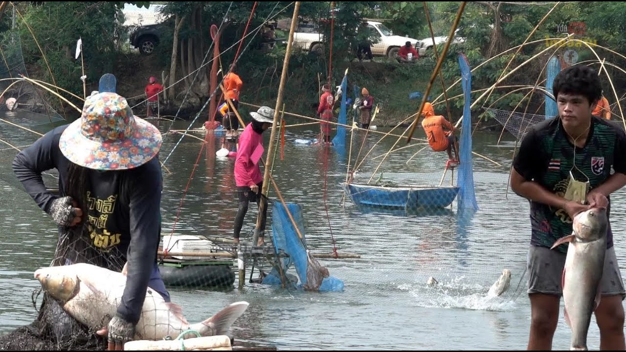 ยกยอ หว่านแหจับปลาหนองโกเต็กอุดรธานี #คลิปยกยอ #fishing #ยกสะดุ้งหว่านแห