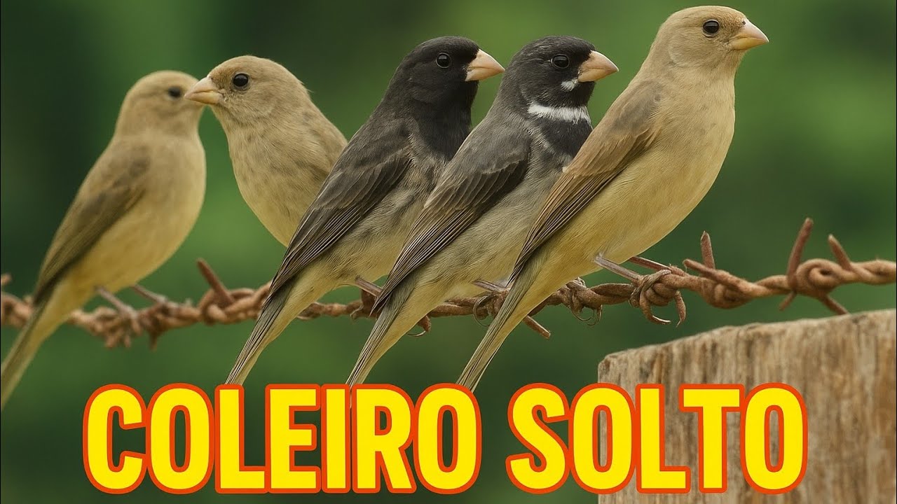 LEVEI O COLEIRO PRA FOGUEAR NO COLEIRO SOLTO! #coleirosolto #coleirodefibra #mexida 