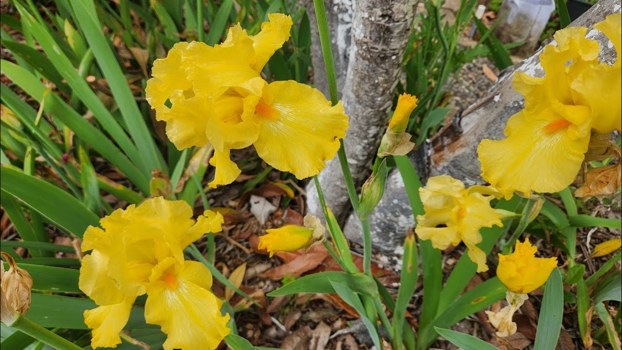 Why are my irises not blooming?
