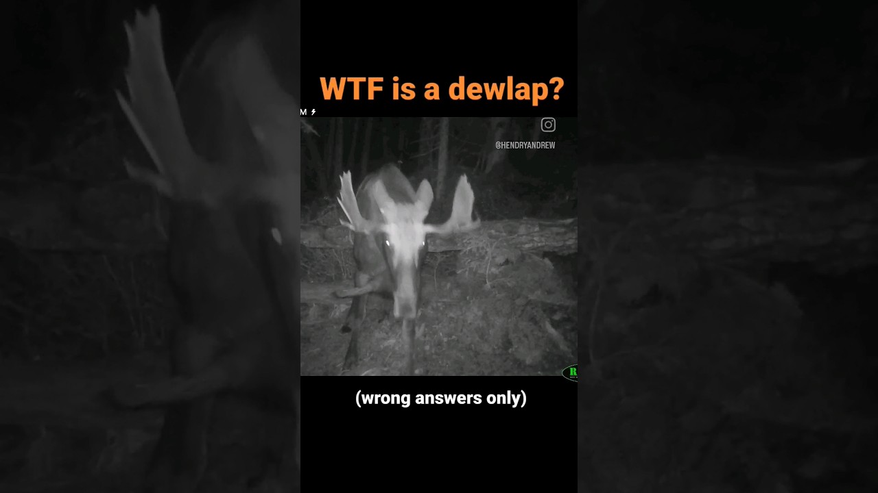 WTF is that dangley thing FOR? #moose #cameratrap #gamecamera #trailcam #tech4wildlife #dewlap