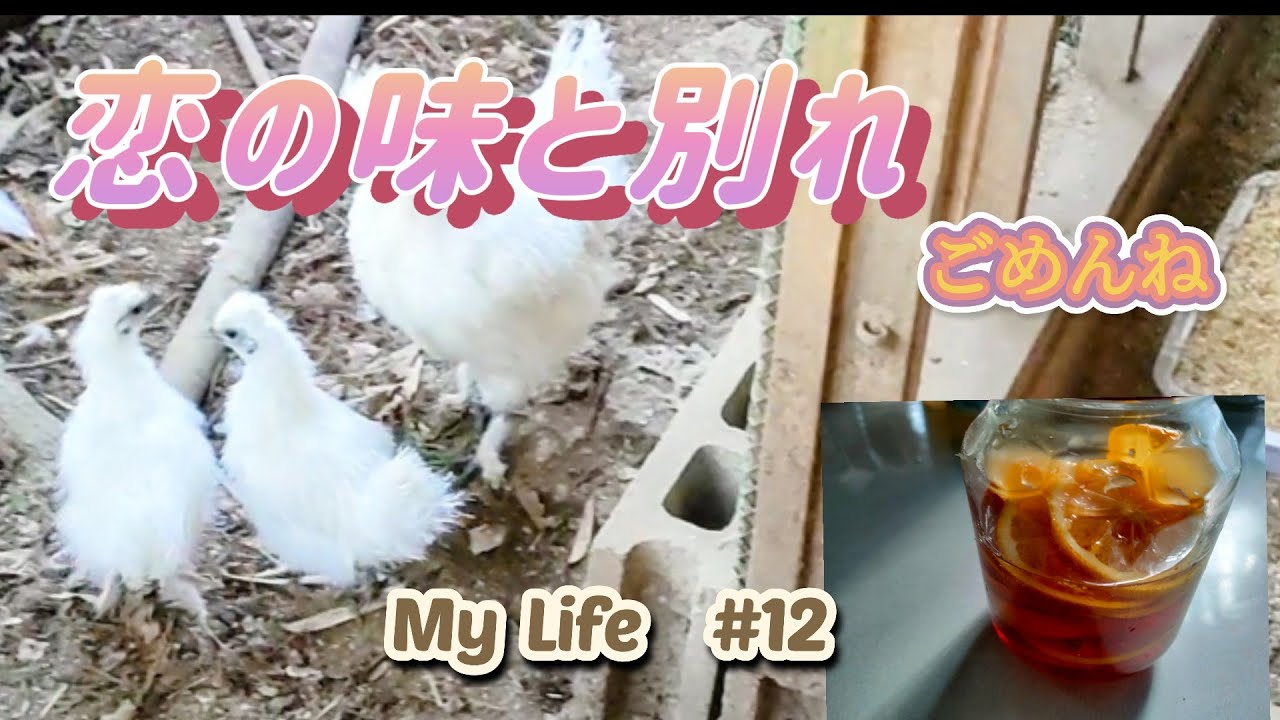【自我生活】🍊季節を味わう💫｜🐦何度目の別れ😭｜😚医者いらず
