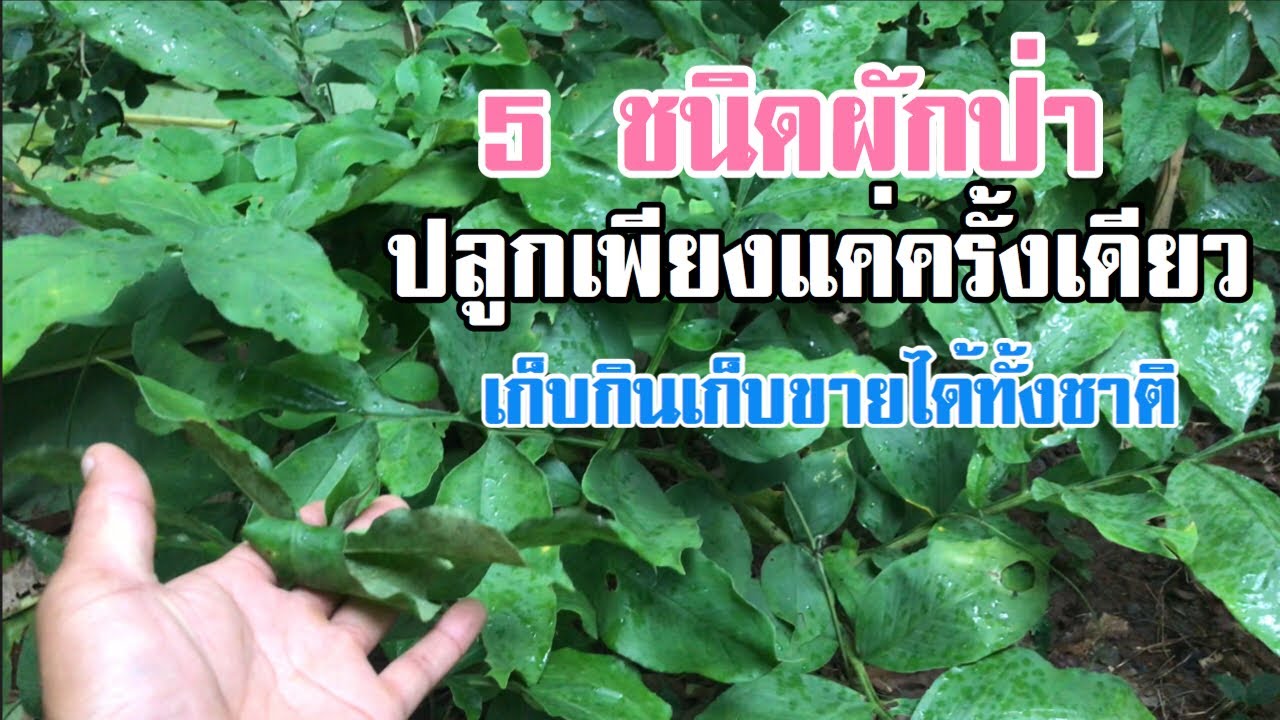 ผักป่า Ep 1 ปลูกครั้งเดียวเก็บกินเก็บขายได้ทั้งชาติ [ดินแดนแห่งเสรีภาพ]