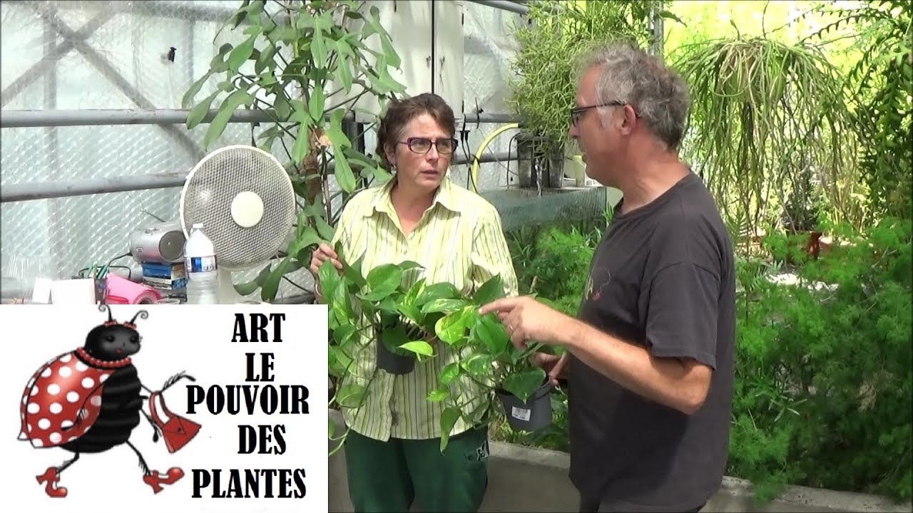 Conseils jardinage : pothos ou scindapsus: Entretien et l'arrosage: plante verte d'intérieur