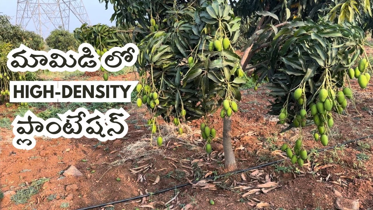 High density mango plantation advantages