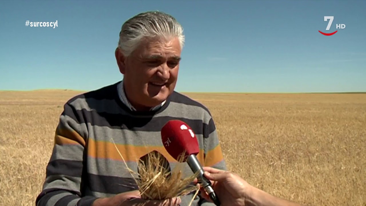 Surcos (428).- Situación de los forrajes, el cultivo de secano más rentable del año