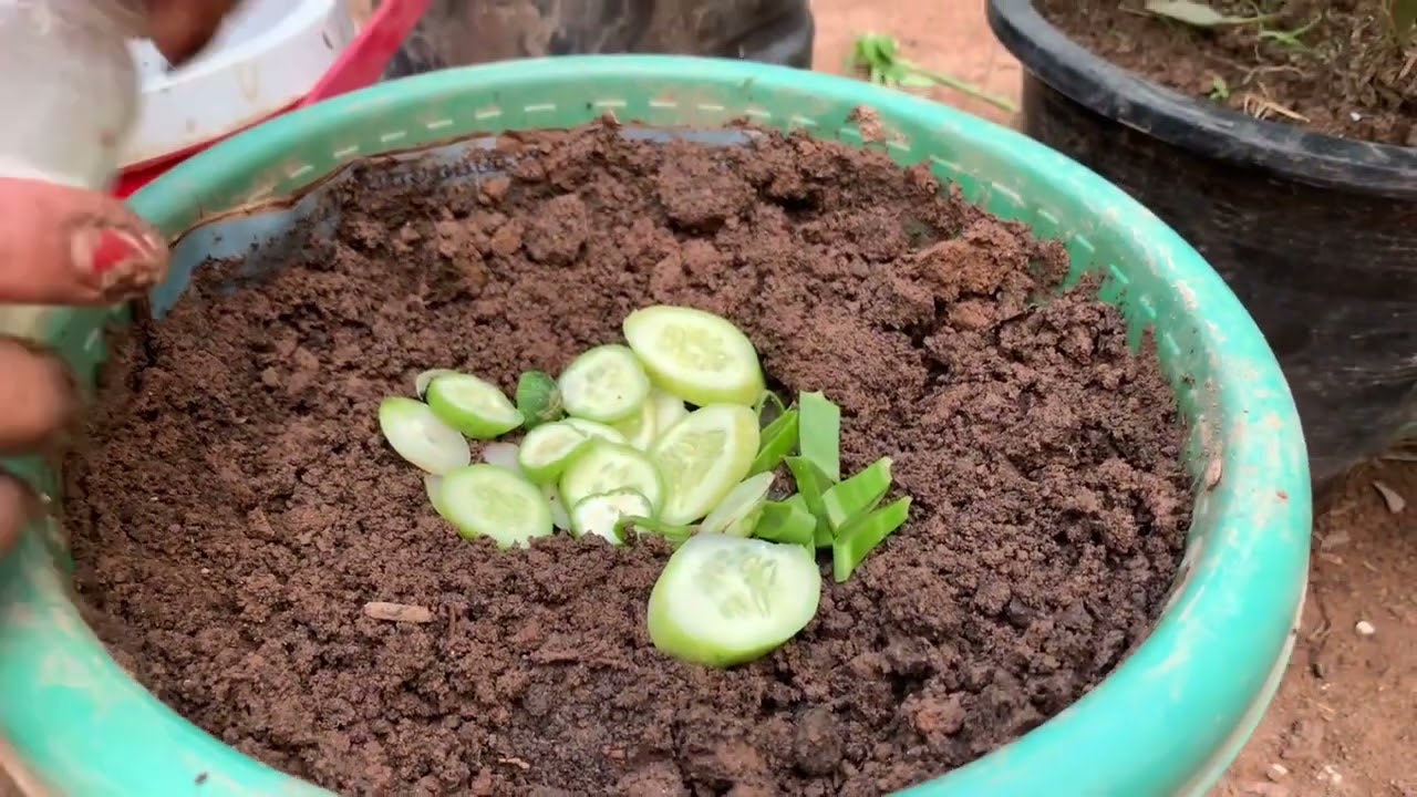Grow Eggplants FASTER with This Surprising Grafting Technique!