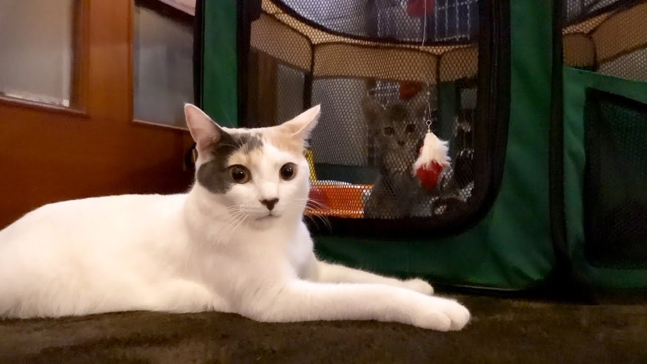 子猫のこぱんが来て10日目・謎の戯れ方をする猫達