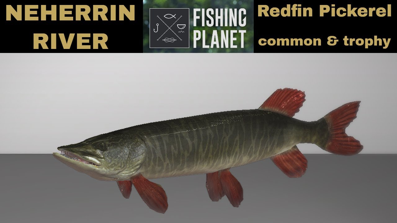 Fishing Planet, Neherrin River, Redfin Pickerel, Common & Trophy