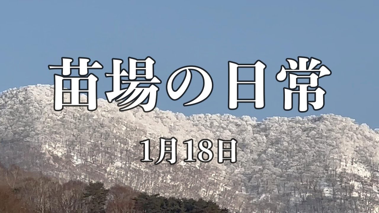 （466）苗場ひとり暮らし　1月18日