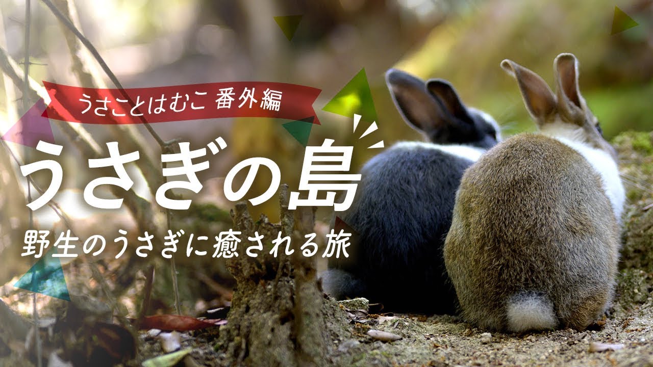 5月の子ウサギ「うさぎの島」大久野島旅行編No.20