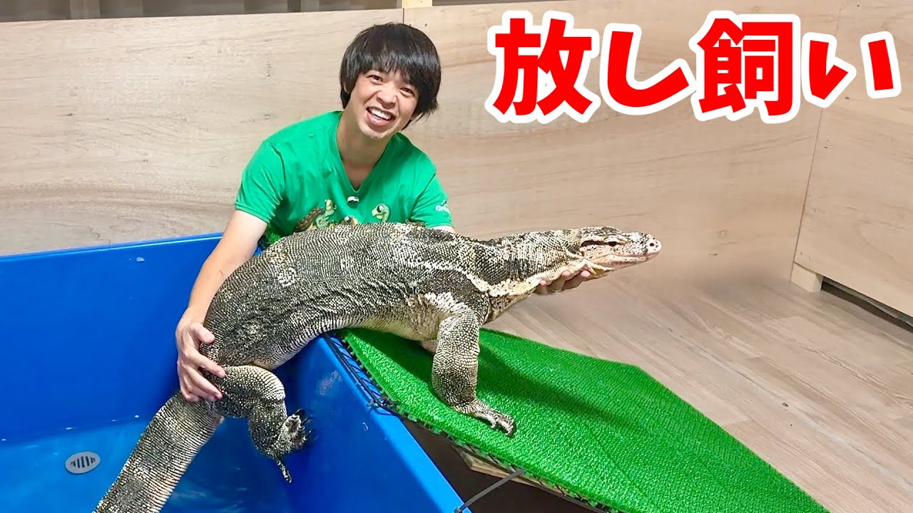 2.3mの巨大オオトカゲを放し飼いにする方法