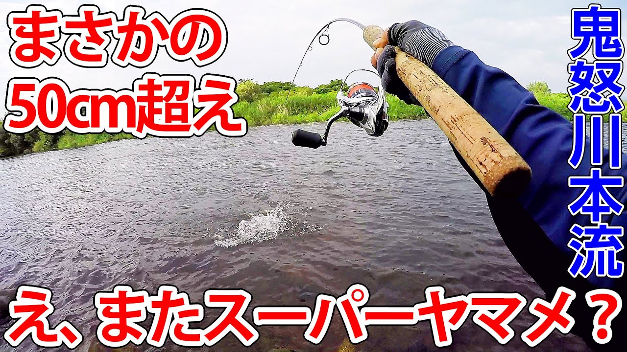 え、またスーパーヤマメ？数年は覚悟していたのに…。【まさかの50cm超え】【鬼怒川本流】【関東渓流釣り】【本流ヤマメ】【戻りヤマメ】【尺上ヤマメ】