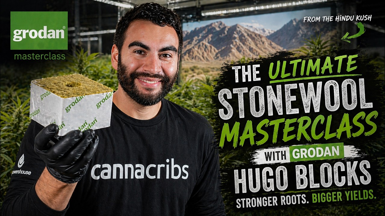 Deep Dive: Mastering Stonewool Cultivation with Grodan Hugo Blocks
