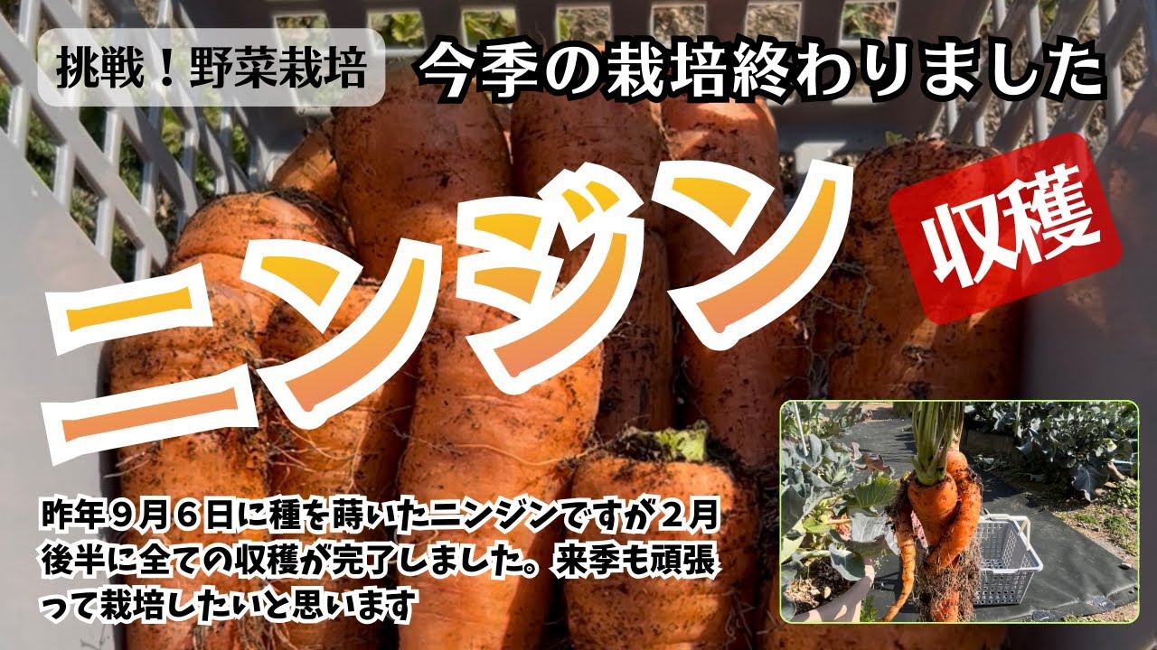 【ニンジン】の収穫が終わりました #ニンジン 