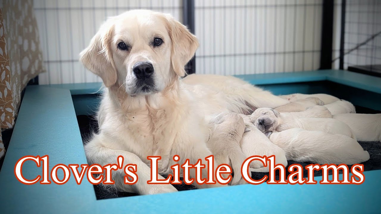 Представляем помёт щенков золотистого ретривера от Clover's Little Charms