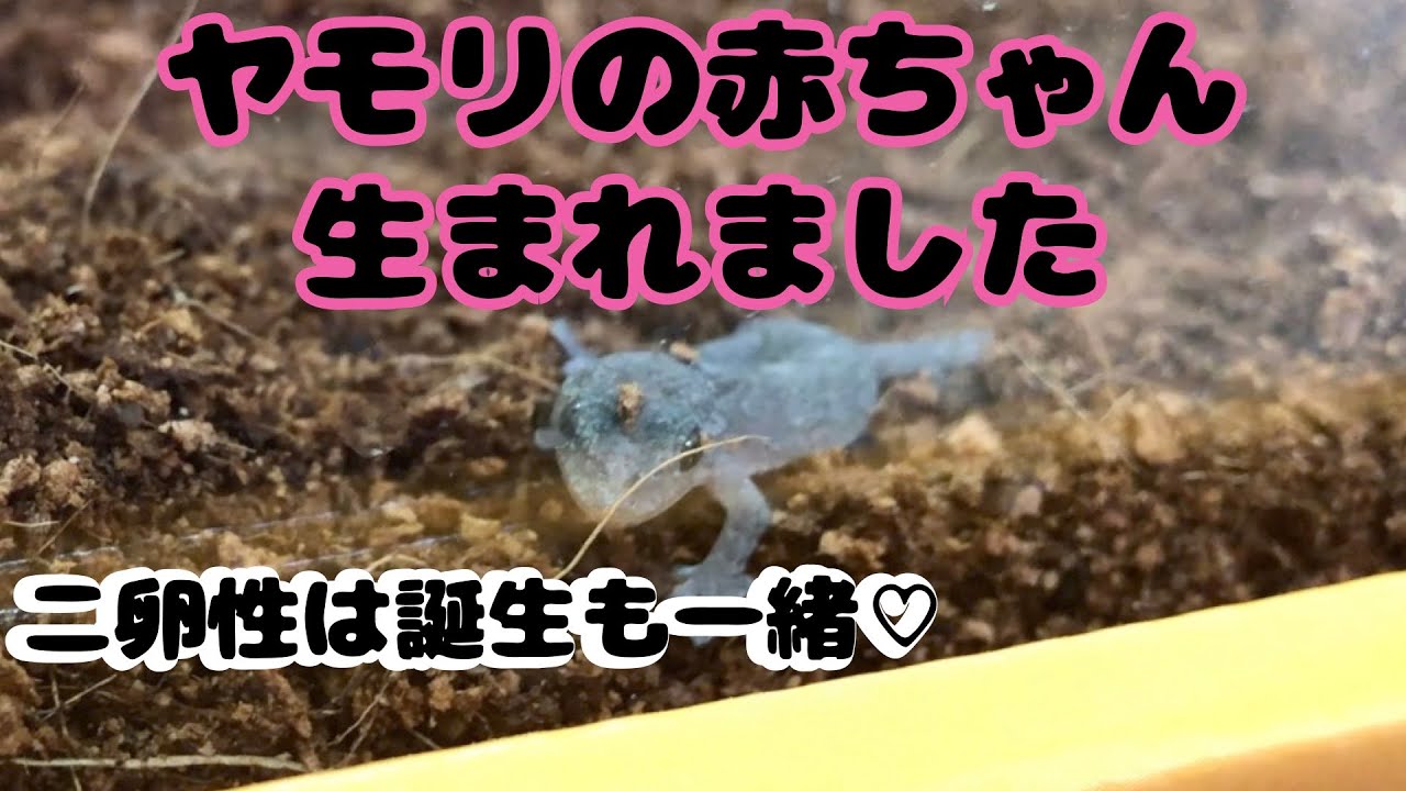 【報告】ヤモリ達無事に２匹とも誕生しました♡