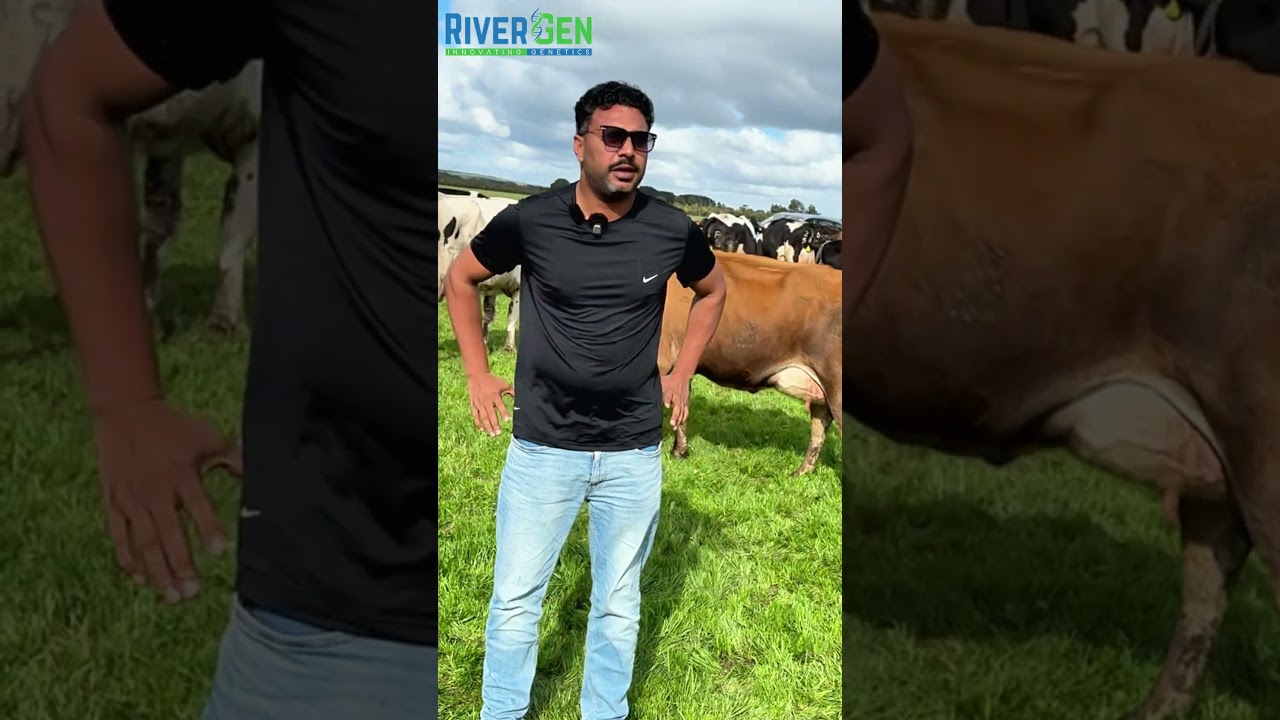 Cattle Selection by RiverGen at EMU Bank