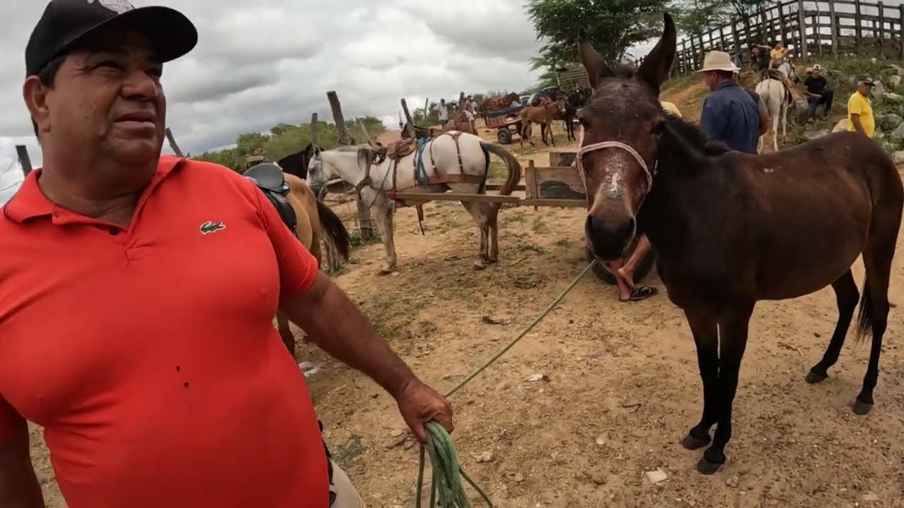 Feira de Cavalos Burros e Jumentos de Tabira PE  02/04/2025 #nordeste #tabira