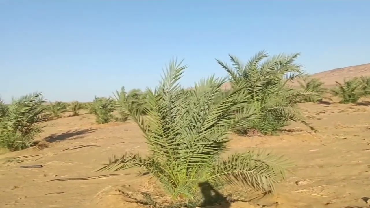 أدق و أحدث دراسة جدوى لتأسيس و تشغيل مزرعة نخيل و برسيم في الواحات البحرية