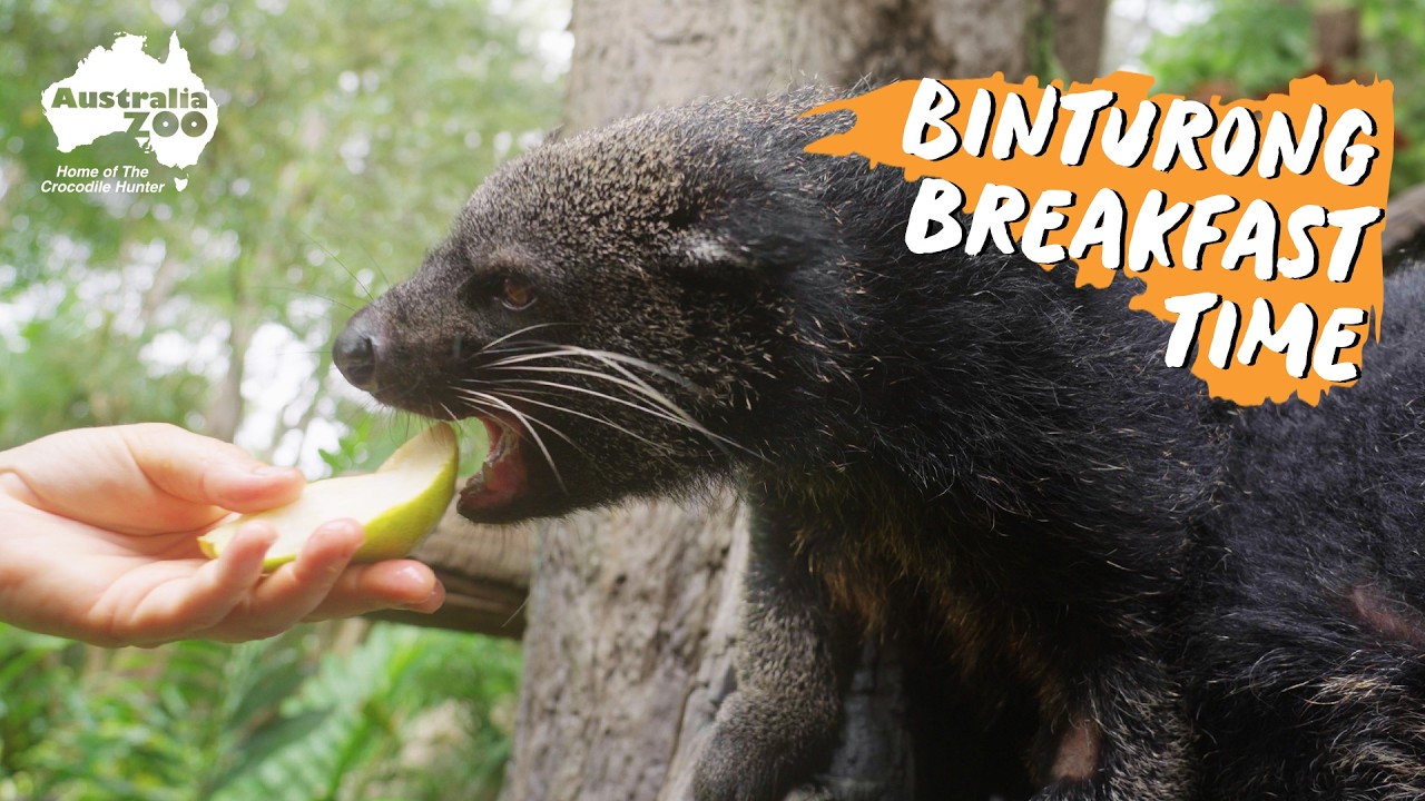 Enjoy the chomps of binturong breakfast | Australia Zoo Life