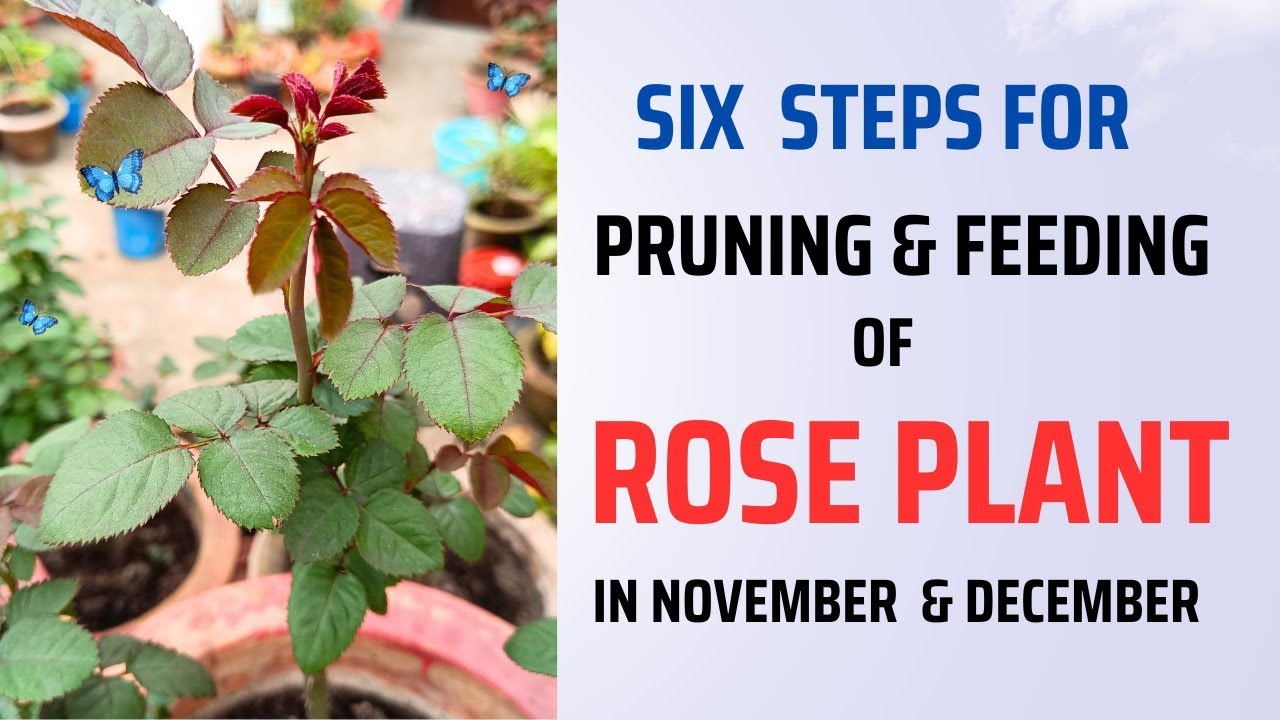 Pruning Of Rose Plant | Fertilizer After Pruning Of Rose Plant | गुलाब का Pruning कैसे करें | #rose
