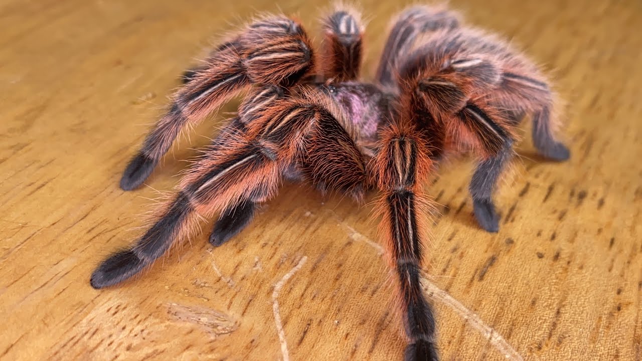Qual a melhor aranha/tarantula para iniciantes