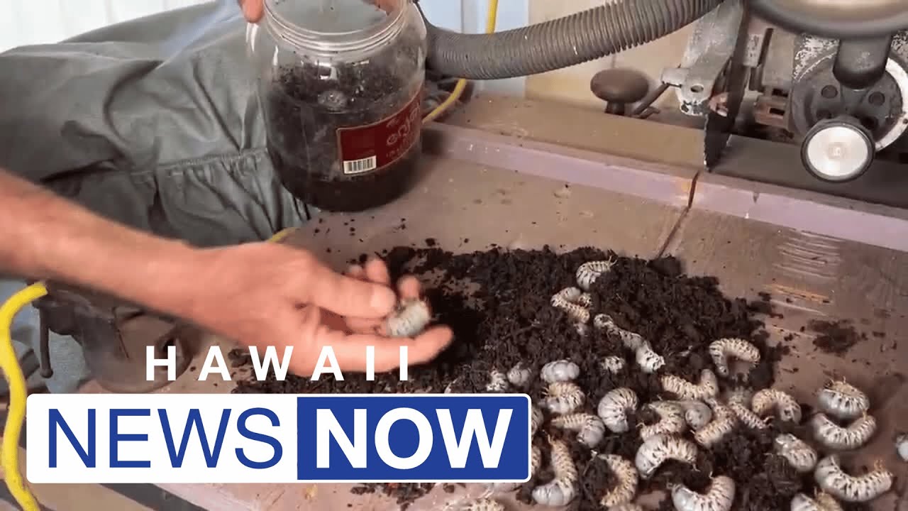 Dozens of CRB larvae discovered in garden soil sold at Oahu store