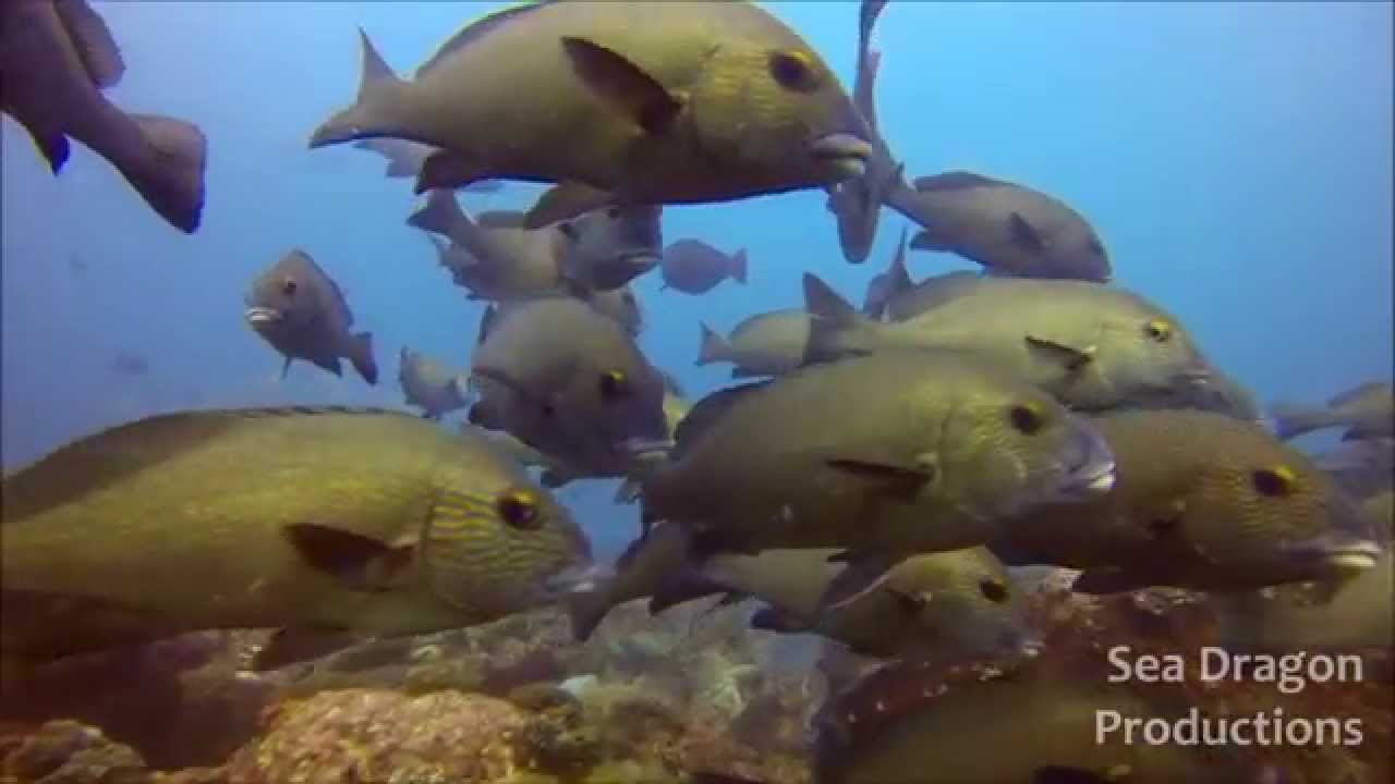 Diving Flat Rock, North Stradbroke Island, Sunday 20th April 2014