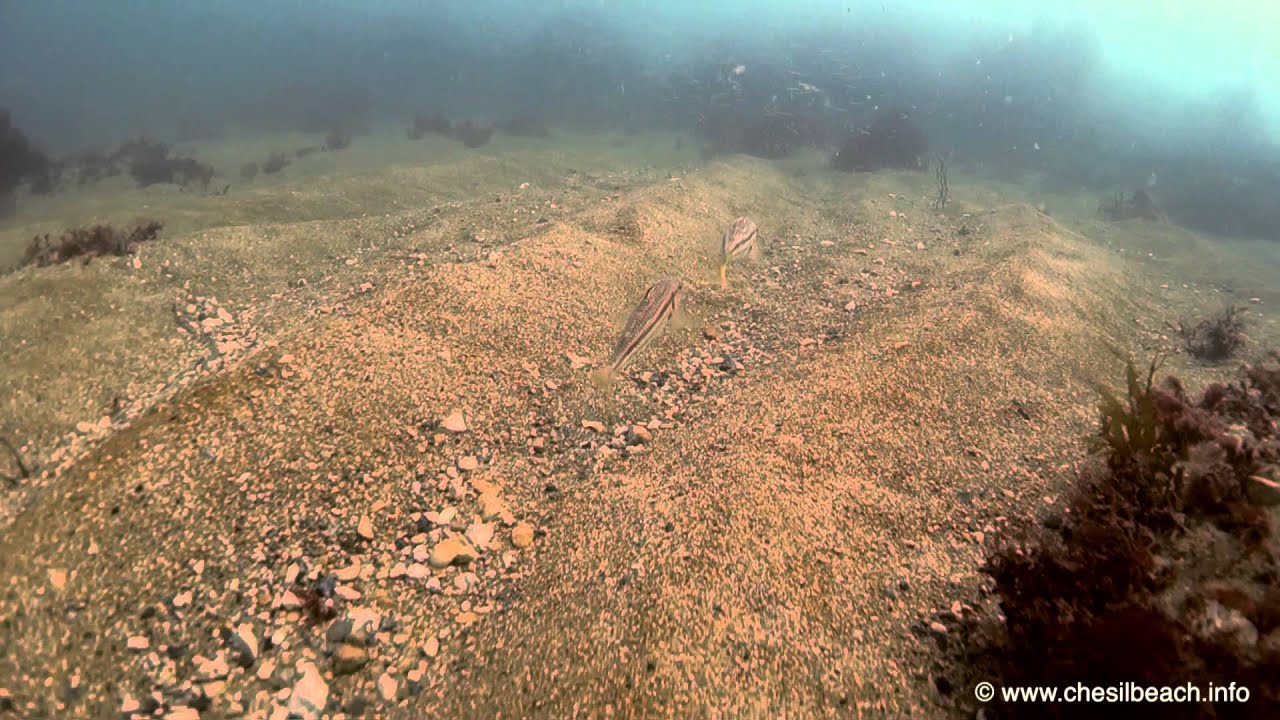 Dorset Sealife: Chesil Cove Underwater 03.09.2014 (Fishes of the Cove)