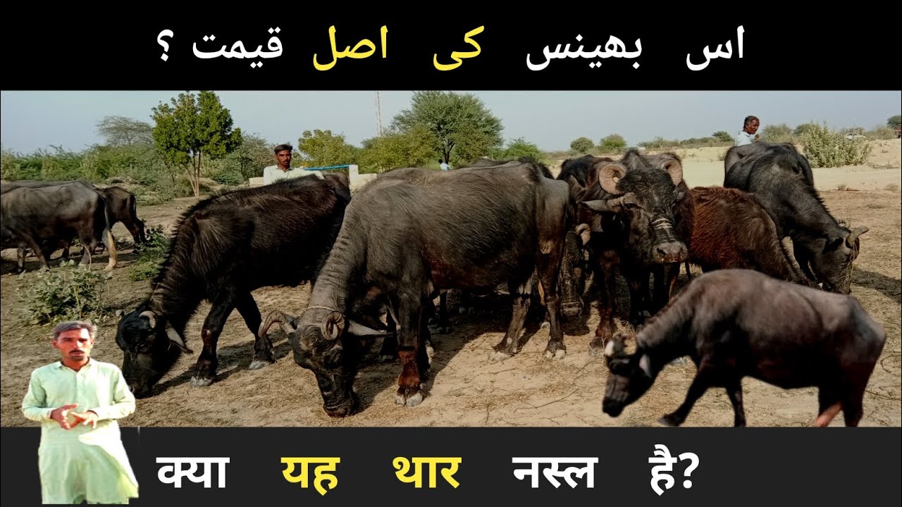 Buffalo Farming l Rural Village Life 