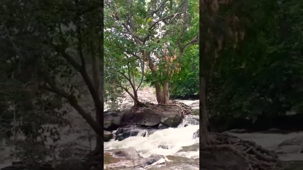 Hogenakkal Water #trending #arrahman #viralshorts #hogenakkal #tourism #india #tamilnaduweather