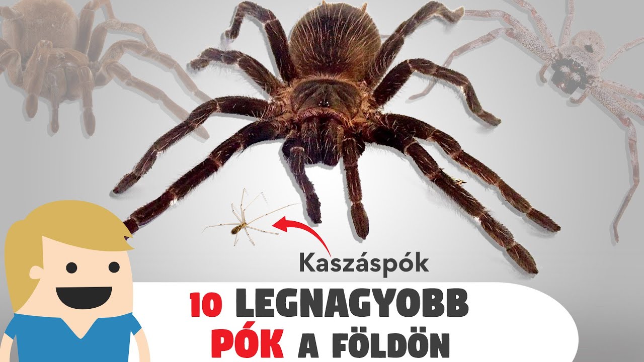 10 legnagyobb p&oacute;k a f&ouml;ld&ouml;n